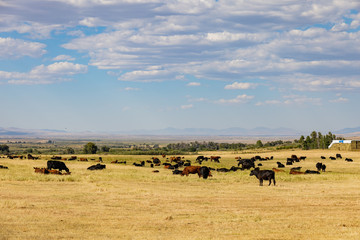 Sunny view of a farm with many cows