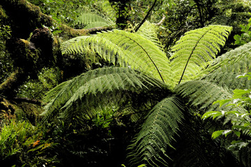 Ponga, New Zealand tree fern