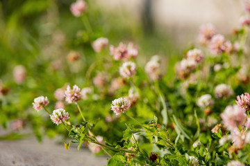 Close up shot of the beautiful white clover blossom