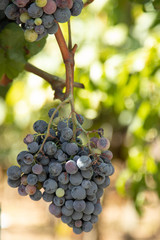 bunch of red grapes in the vineyard