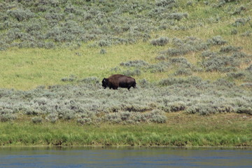 Bisons in Yellowstone National Park.