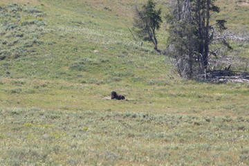 Fototapeta na wymiar Bisons in Yellowstone National Park.