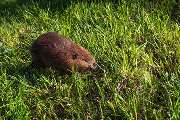 Adult Beaver (Castor canadensis) Walks to Right in Grass Summer