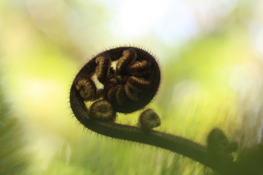 New Zealand Koru, Fern