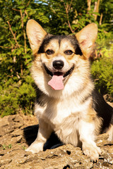 Welsh corgi. Orange dogs. Royal shepherd dog breed