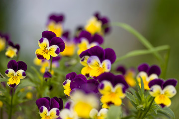 multicolored pansies bloom on the flower bed