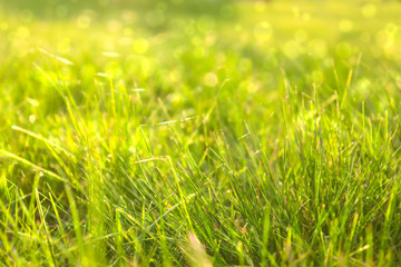 Beauty backgrounds with foliage, green grass, web and bokeh, copy space. selective focus