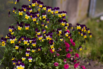 multicolored pansies bloom on the flower bed