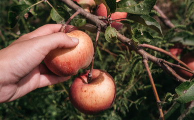 The gardener harvests apples at the end of summer. A person collects red apples from a tree with one hand. Farming and gardening.