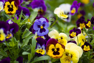 multicolored pansies bloom on the flower bed