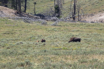 Bisons in Yellowstone National Park.