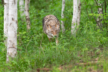 Adult Coyote (Canis latrans) Steps Out of Forest Summer