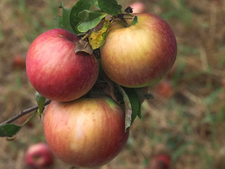 Macro of ripe red apples on an apple tree