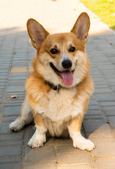 Welsh corgi. Orange dogs. Royal shepherd dog breed