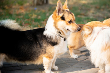 Welsh corgi. Orange dogs. Royal shepherd dog breed