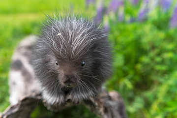 Porcupette (Erethizon dorsatum) Stares Out From Log Lupine in Background Summer
