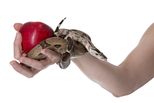 Hand of Eve holding a snake and an apple
