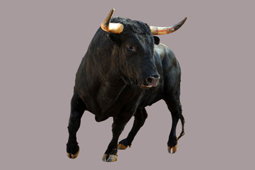 toro bravo español