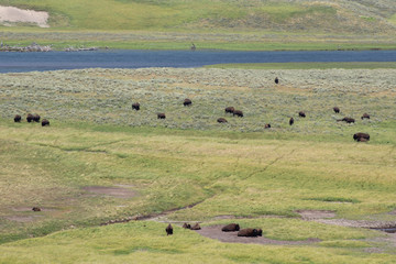 Fototapeta na wymiar Bisons in Yellowstone National Park.