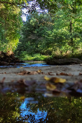 river in the forest