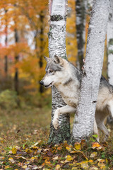 Grey Wolf (Canis lupus) Steps Forward Between Birch Trees Autumn