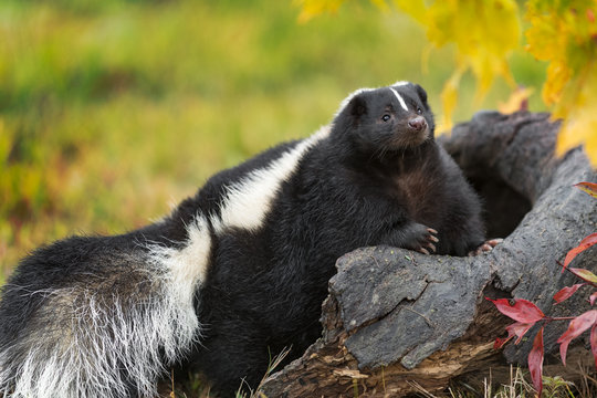 Striped Skunk (Mephitis mephitis) Paws Up on Log Autumn