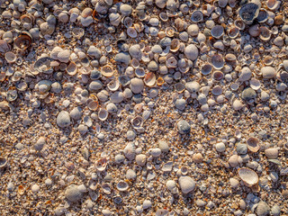 Top view of sea shells on the sand. The evening light of the sunset illuminates the beach with warm orange light. Sea vacation concept. Copy space. Flat lay.