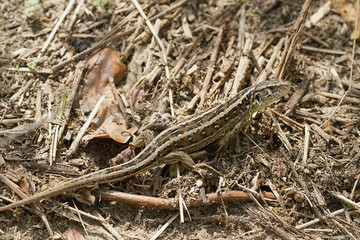 Nahansicht einer Mauereidechse
