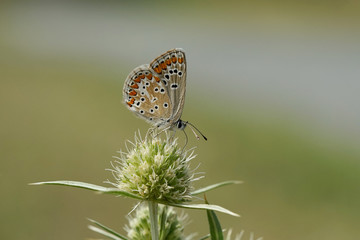 Nahansicht eines Schmetterlings - Bläuling