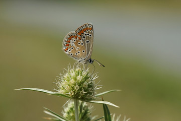 Naklejka premium Nahansicht eines Schmetterlings - Bläuling