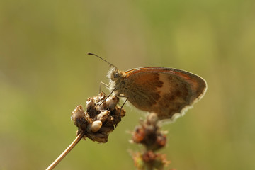 Nahansicht eines Schmetterlings - Kleines Wiesenvögelchen