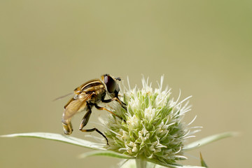 Schwebfliege beim Nektarsammeln auf einer Blume © Revilo Lessen