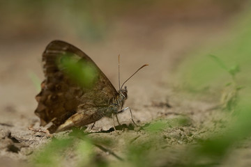 Fototapeta na wymiar Nahansicht eines Schmetterlings - Waldbrettspiel