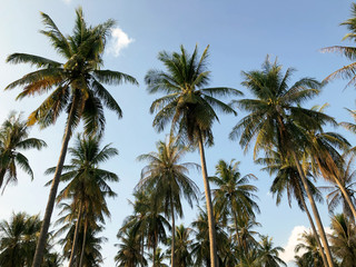 Beautiful tropical view on Ko Lanta island, in Thailand. Cloudy blue sky and exotic high palms. Postcard landscape.