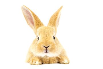 Small ginger rabbit on a white background. Copy space. Easter concept. For kennel advertising.