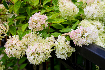 Beautiful hydrangea arborescens growing over a black iron fence; White and pale pink hydrangea blossoms leaning over a fence