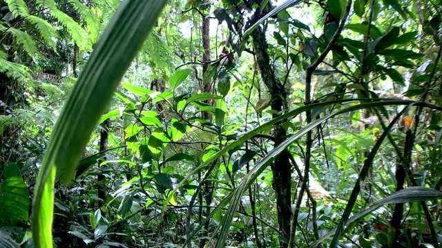 Relaxing time into the ecuadorian rainforest, Puyo &ndash; Ecuador