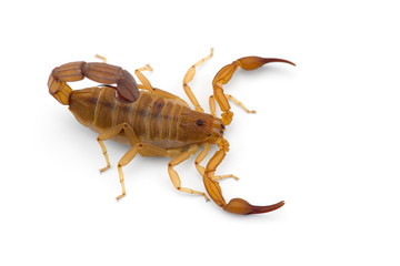 Yellow deadly dangerous scorpion top view isolated on white background