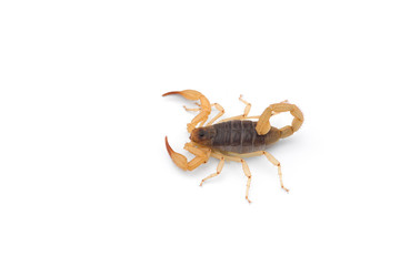 Yellow deadly dangerous scorpion top view isolated on white background