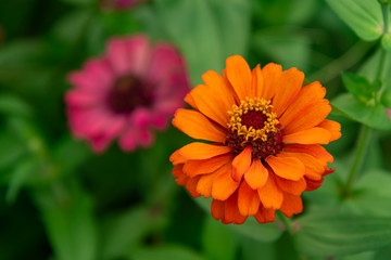Flowers zinnia elegans. Color nature background.