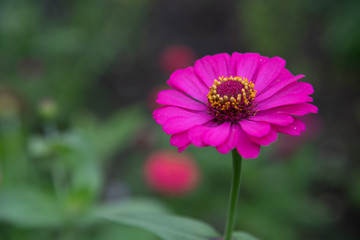 Flowers zinnia elegans. Color nature background.