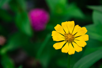 Flowers zinnia elegans. Color nature background.