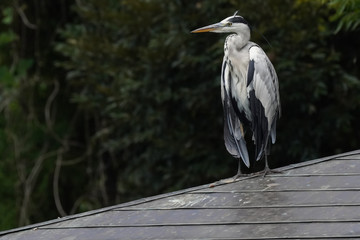 gray heron on roof