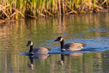 Obraz premium Pair of Canada Geese