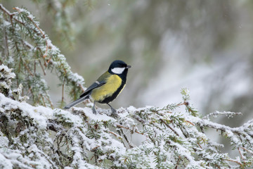 Fototapeta premium Great tit (Parus major) standing on a snowy branch of spruce on a cold winter day