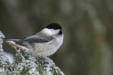 Small and cute willow tit, Poecile montanus, on a snowy branch of spruce on dark winter day in Northern Finland 