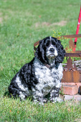 Fototapeta premium Cocker Spaniel 