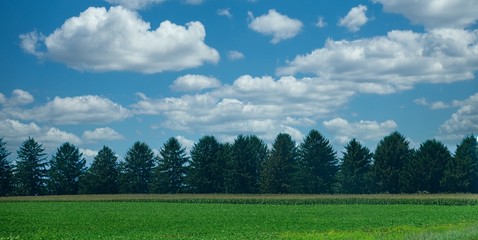 forest and sky