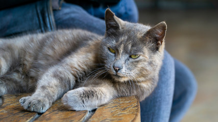 Stray Cat Lying On A Bench                   