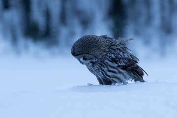 Focused hunter- Great Grey Owl, Strix nebulosa, standing in the snow and keeping an eye on its prey...